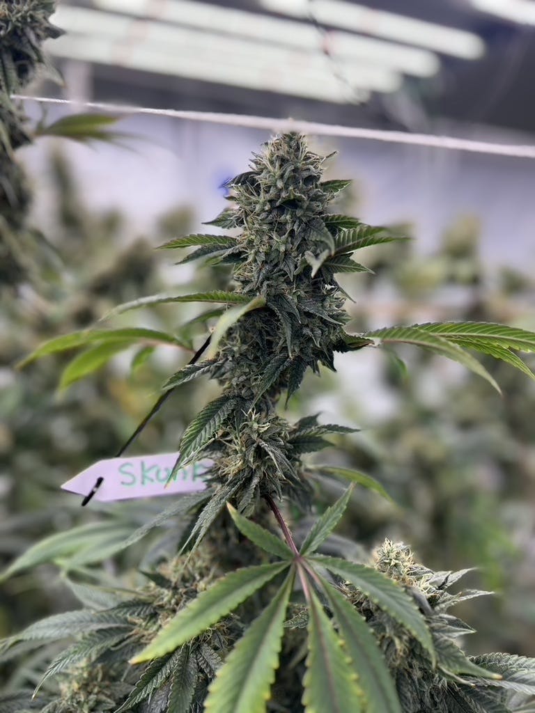 Skunk 81 by ITF