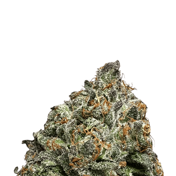 BCF - Tuscan Gelato - 3.5g Can