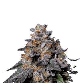 BCF - Royal Buds - Hand Trimmed Premium Indoor Flower - Gelato 41 3.5g