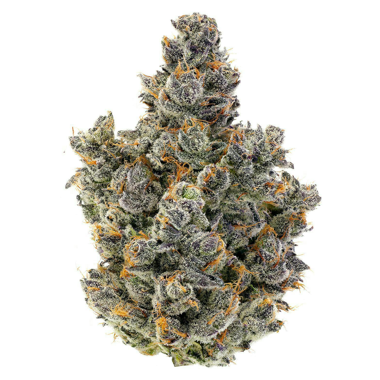 Fig Farms | Momochi | Big Buds