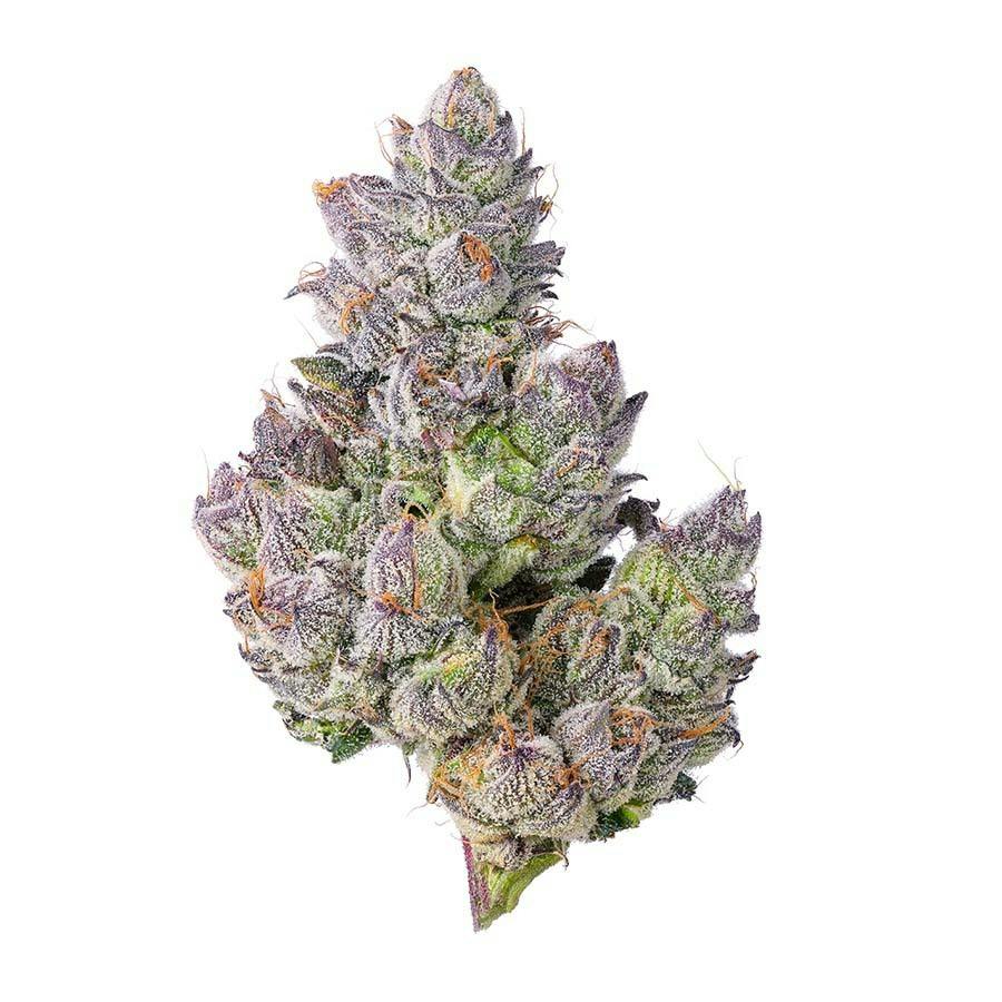 Blue Chip - Z'Animal Runtz 1g - Purple Lotus