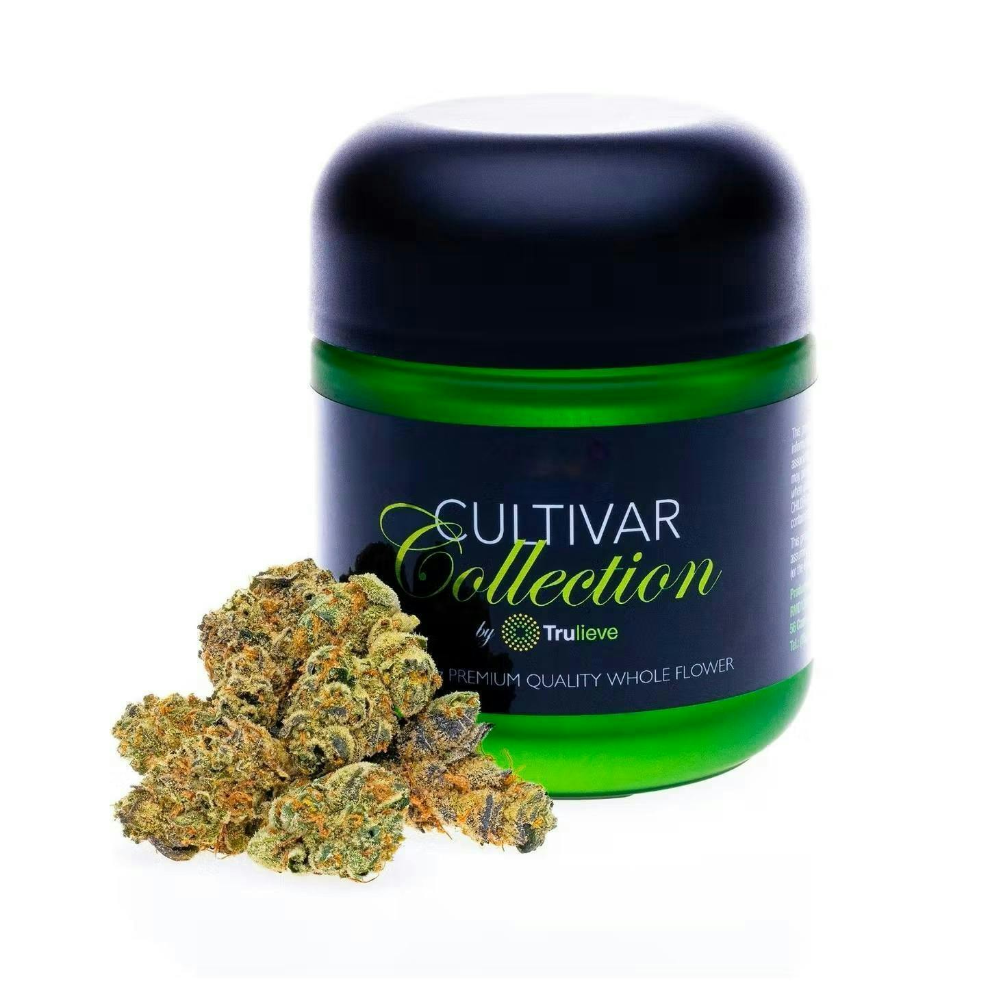 Earthquake Premium Flower