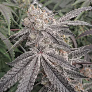 Hello Farms - Cherry Lime Runtz 3.5G