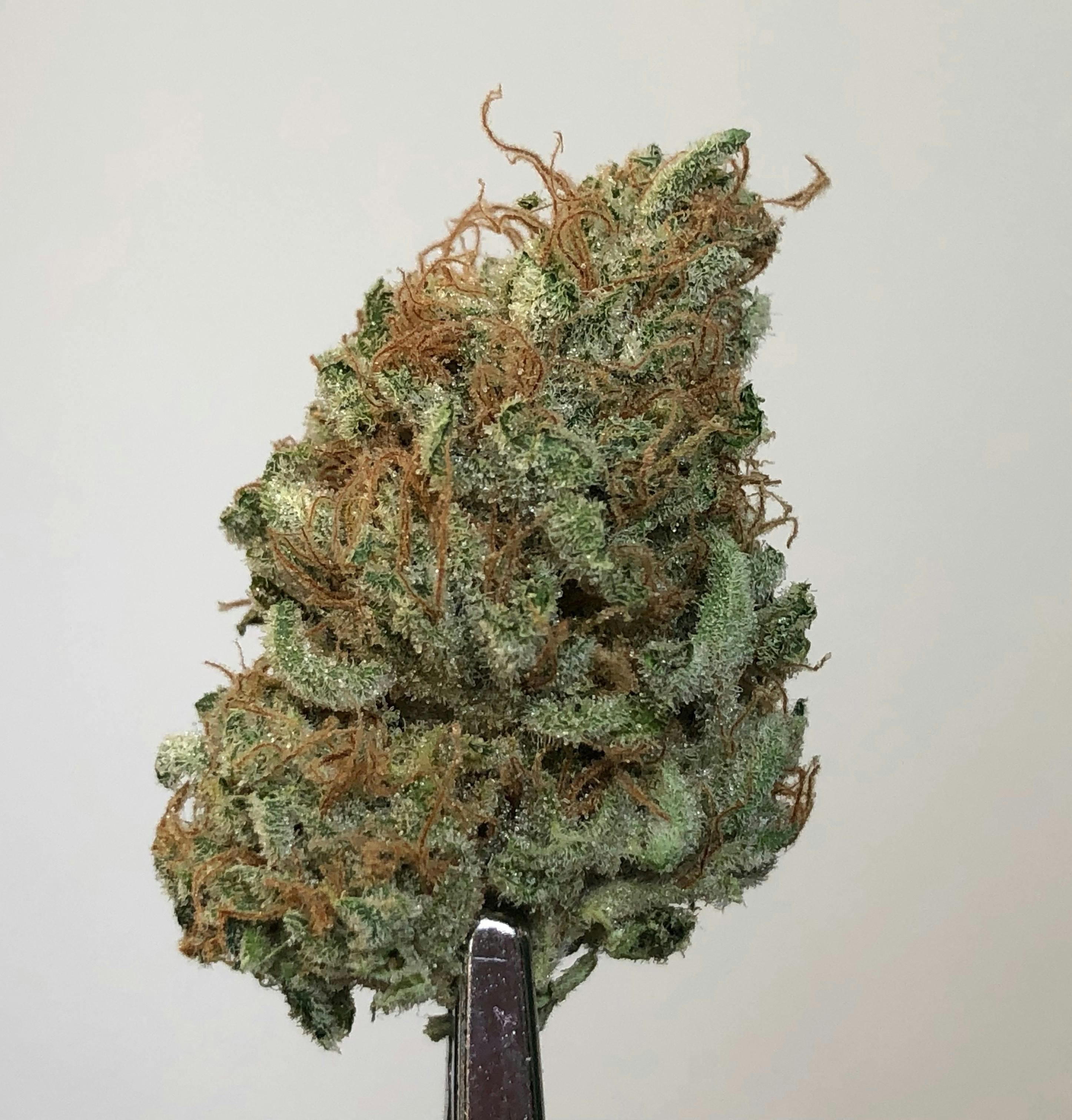 Sensi Star 3.5g Flower