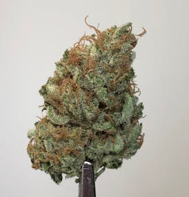Sensi Star 1g Flower