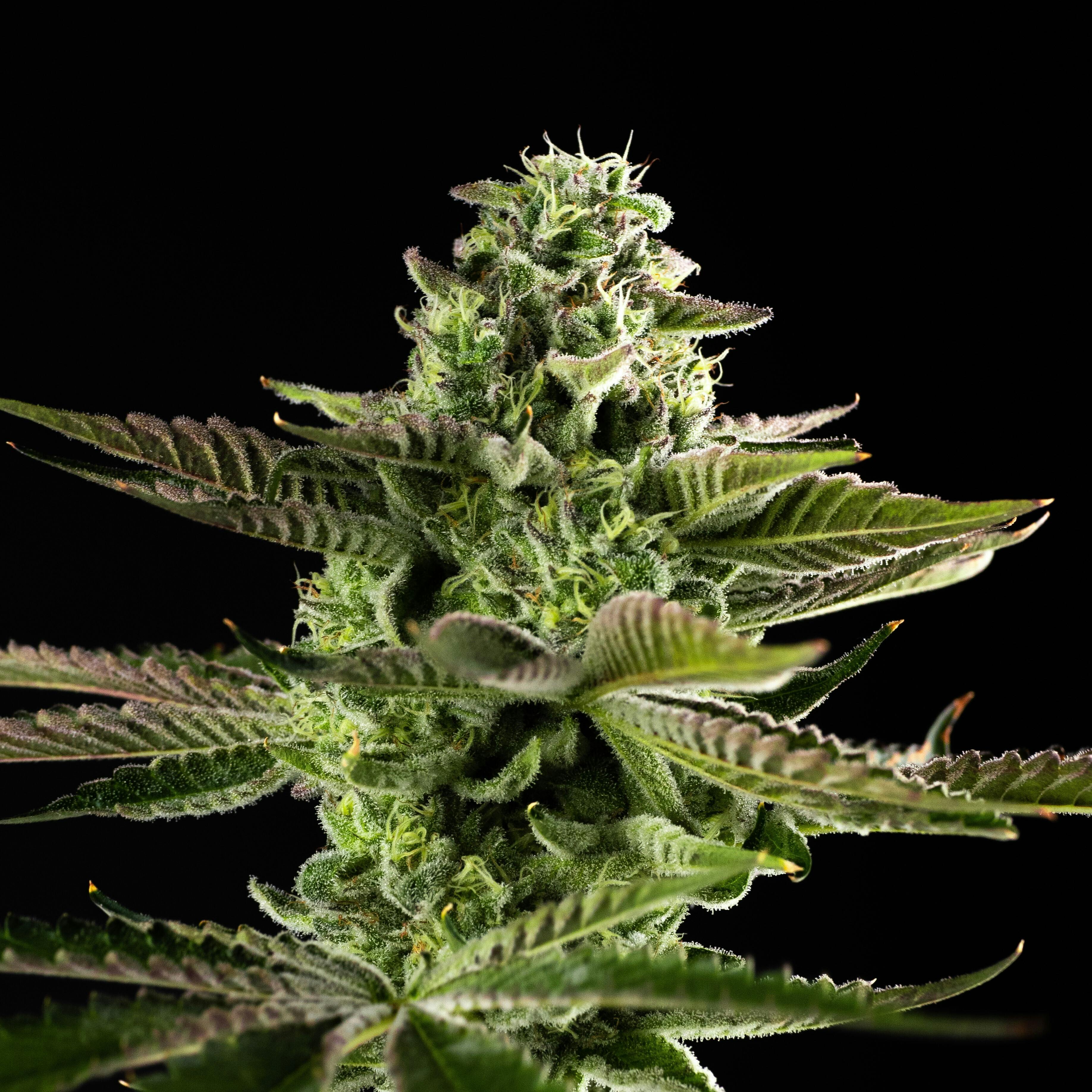 GDF: Flower | ICC x AM | 28g