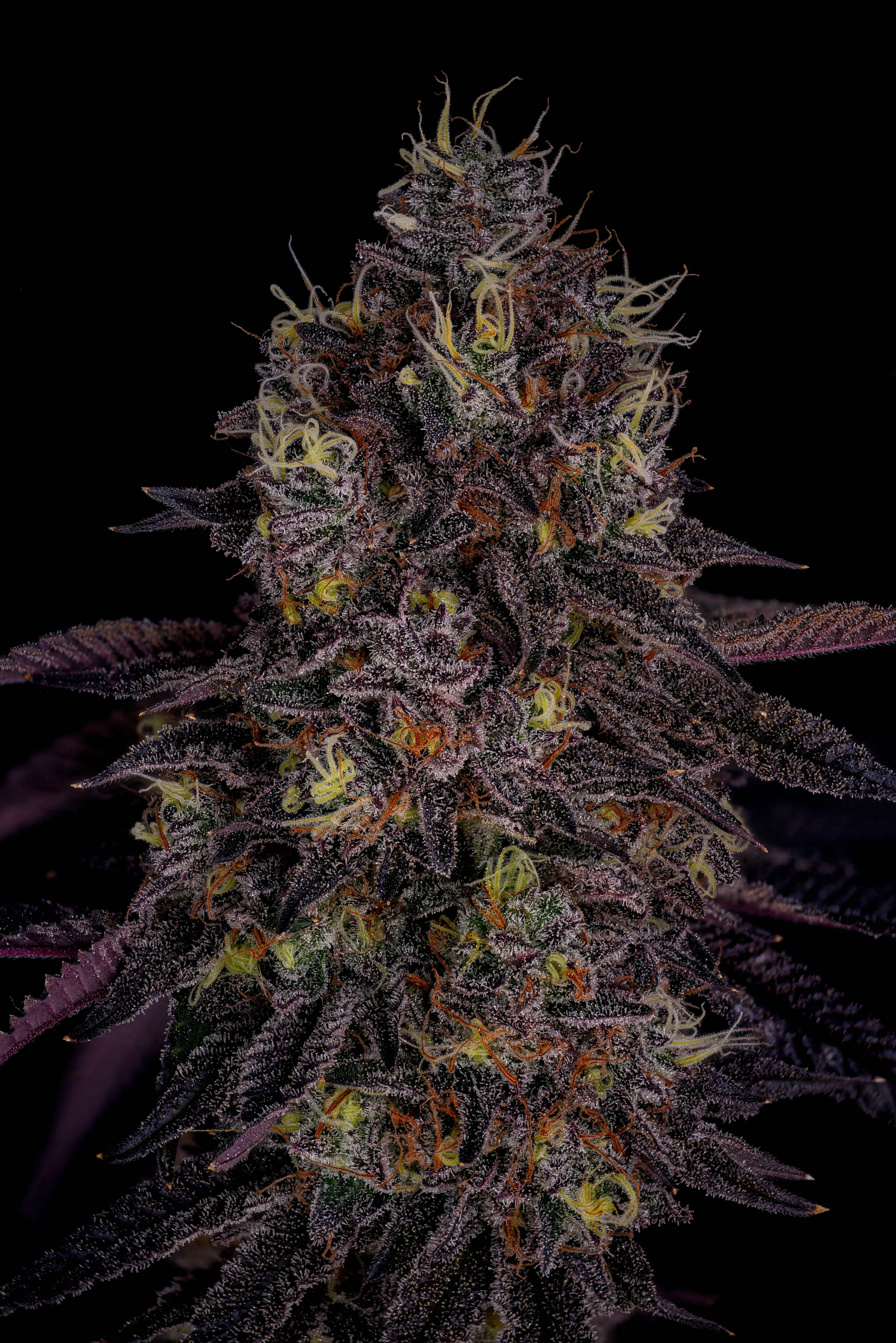 GDF: Flower | Grape Junky #7 | 3.5g at Codes Dispensary Sedalia
