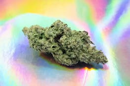 Buzzed | Durban Gushers | 1/4 Ounce/7Grams(27%THC, Sativa)