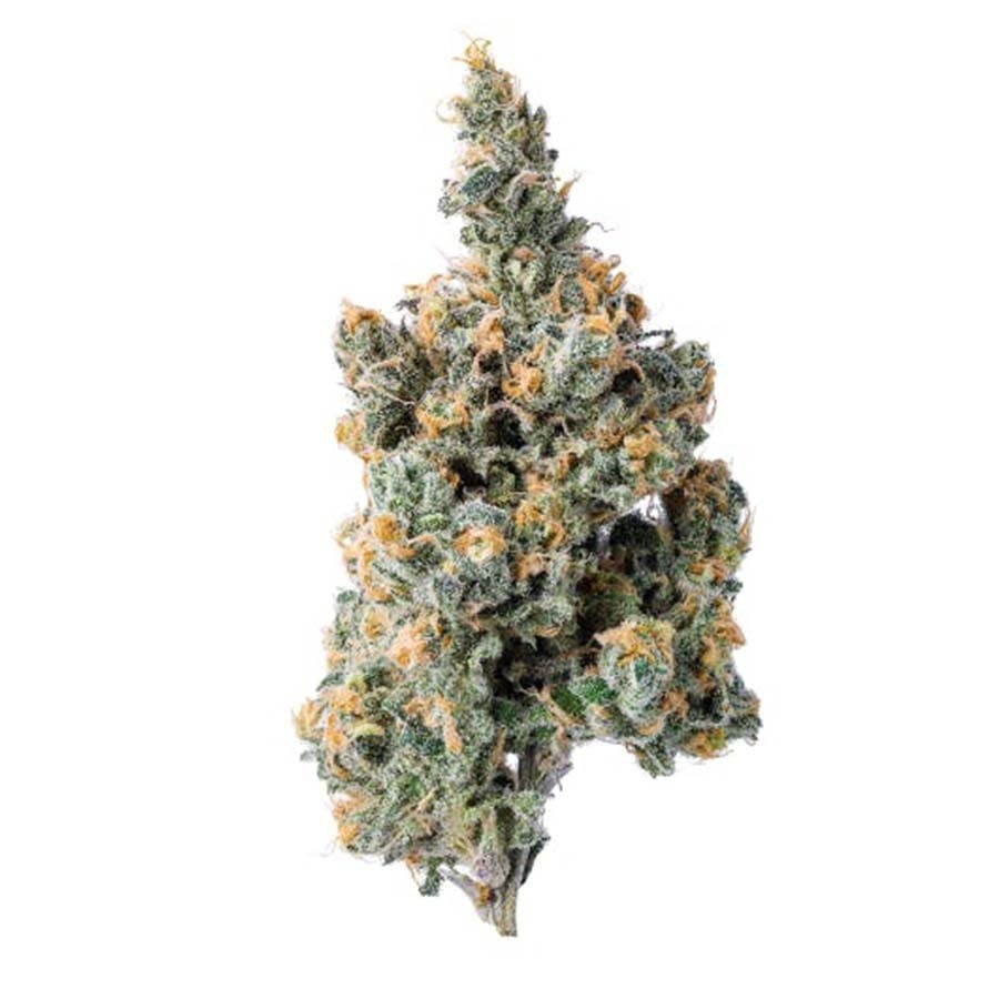 Purple Lotus: Platinum Blue Dream