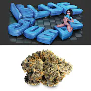 Cookies Blue Suede 3.5 Gram Cup