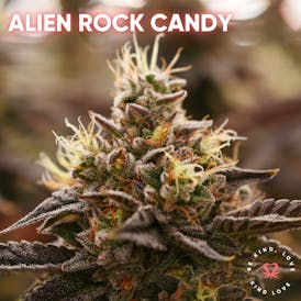 Alien Rock Candy