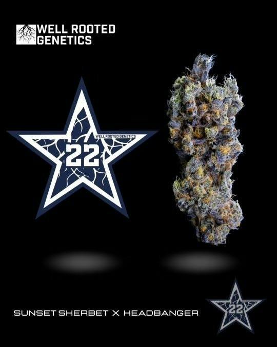Well Rooted Genetics | #22 | Big Buds | 3.5g by Well Rooted Genetics