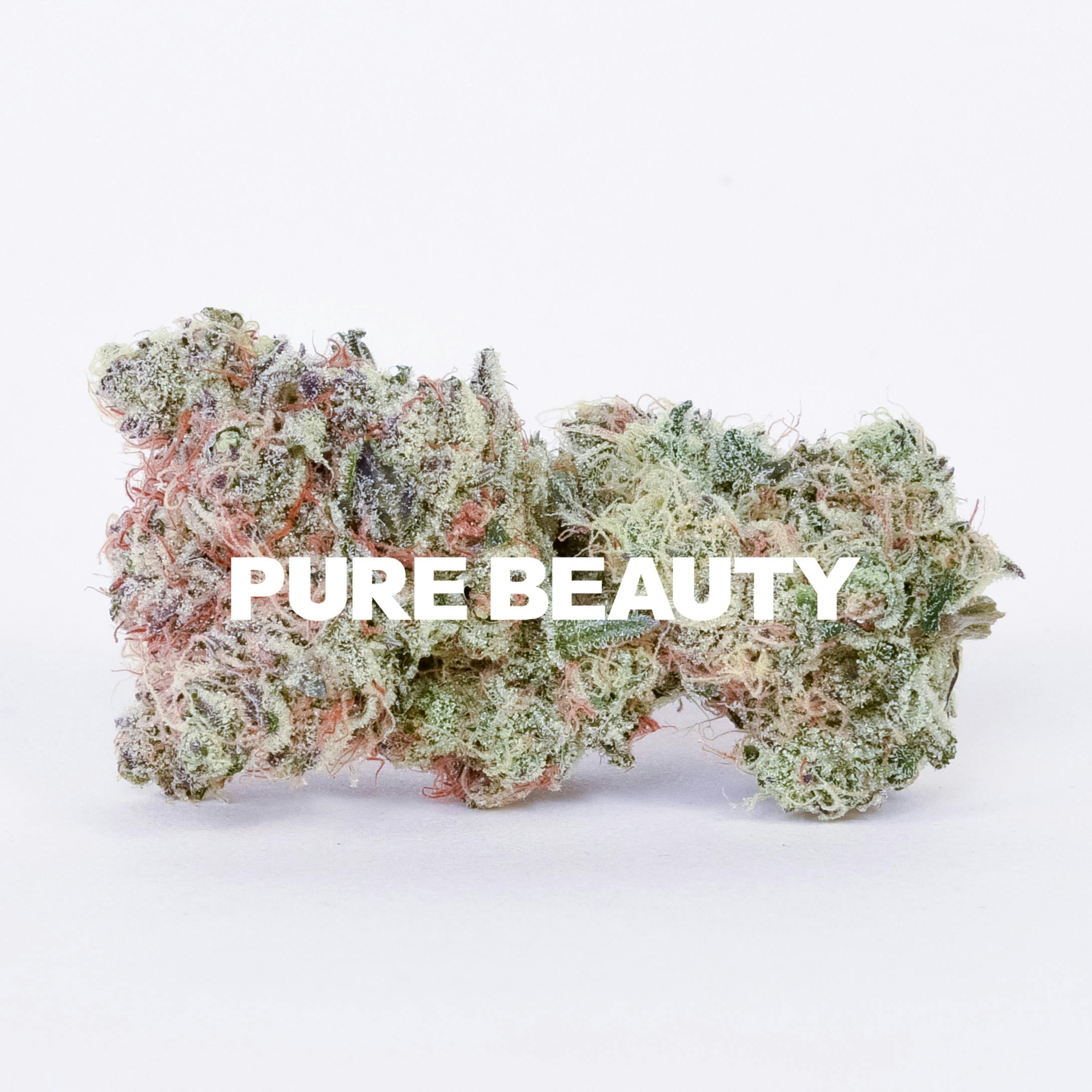 Pure Beauty — Gizmo S Oasis