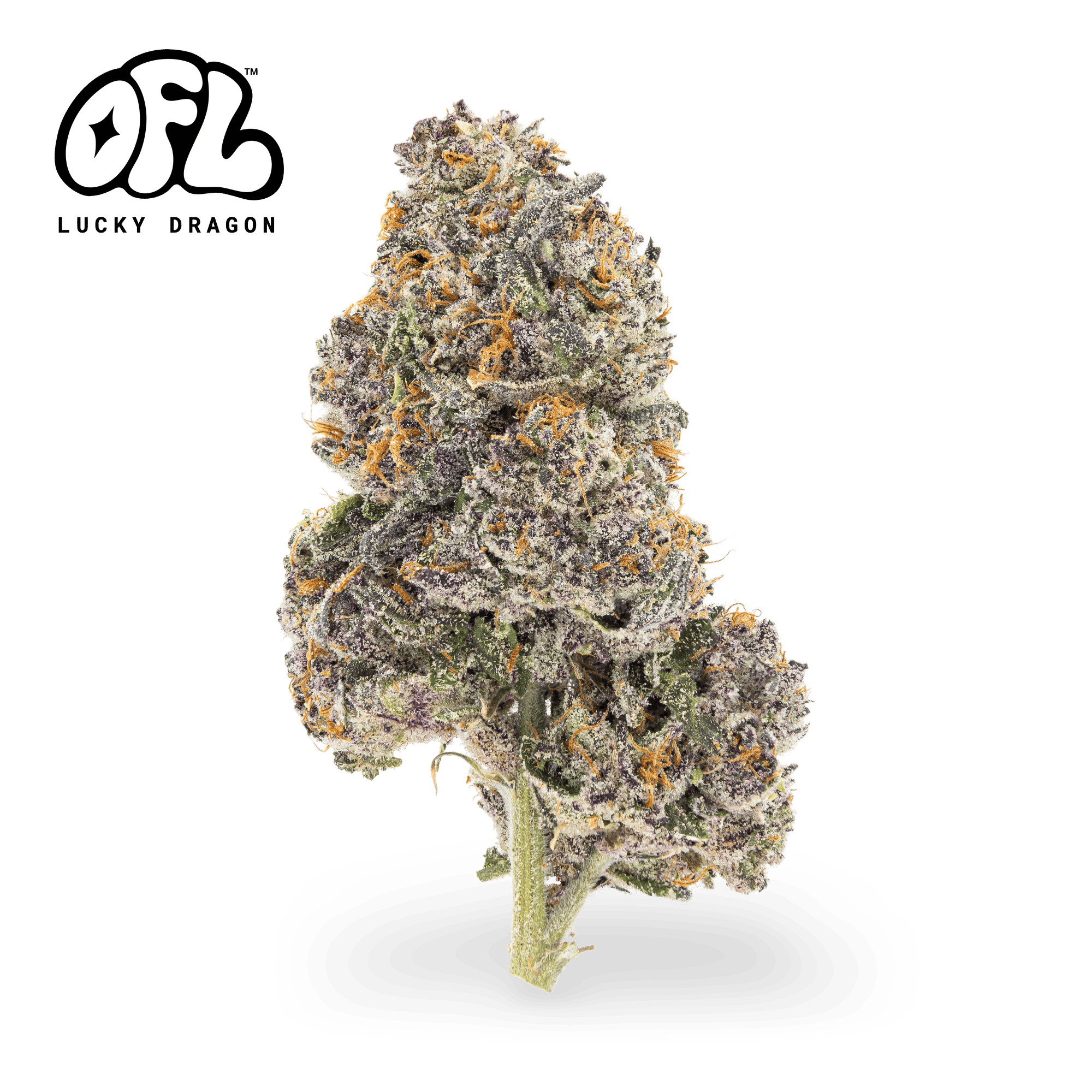 Lucky Dragon | Big Buds | 7g