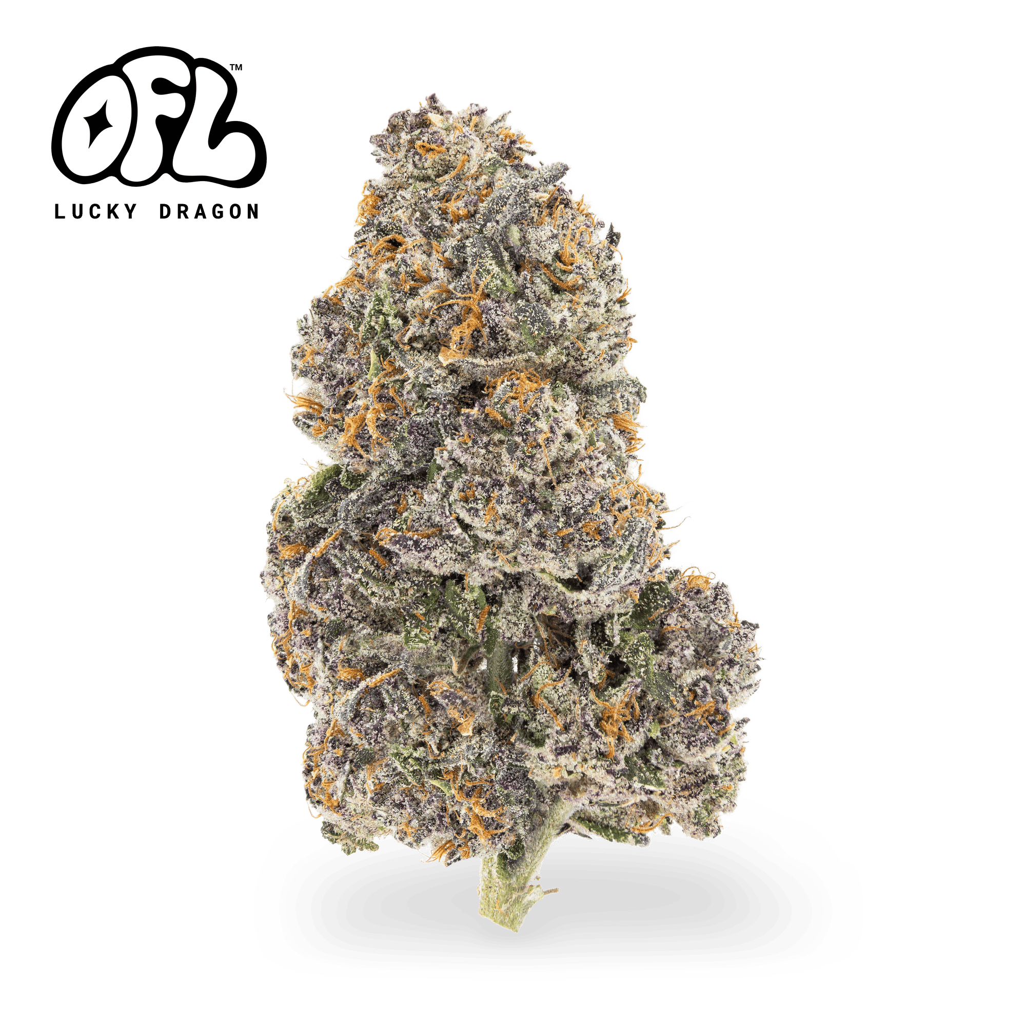 Lucky Dragon | Big Buds | 7g