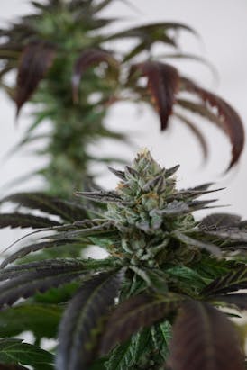 Krishna Kush