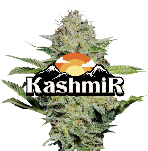 Jeeter Kashmir · Red Label Big Buds · 4g, Flower
