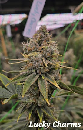 Lucky Small Buds