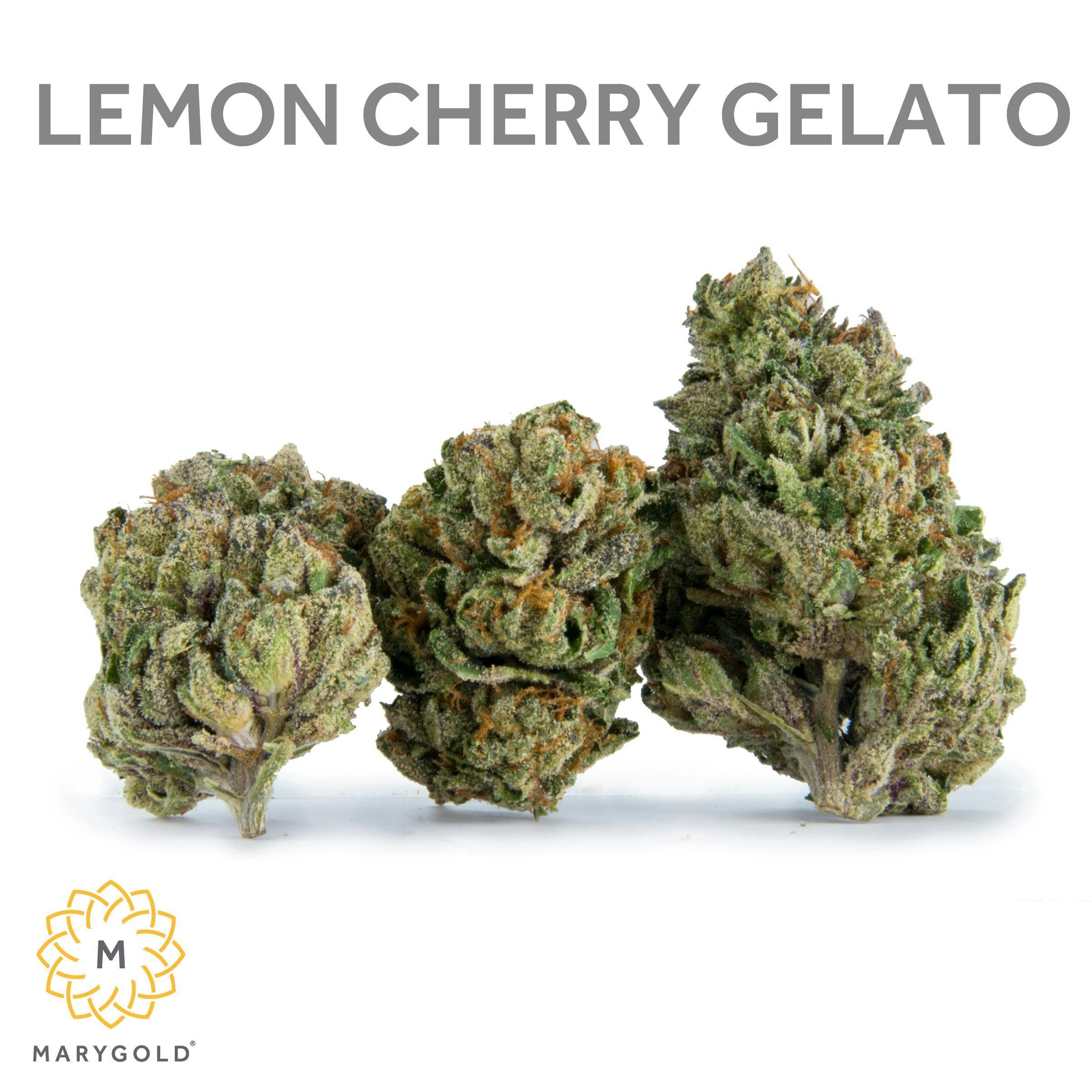 Marygold | Lemon Cherry Gelato | Big Buds | 3.5g