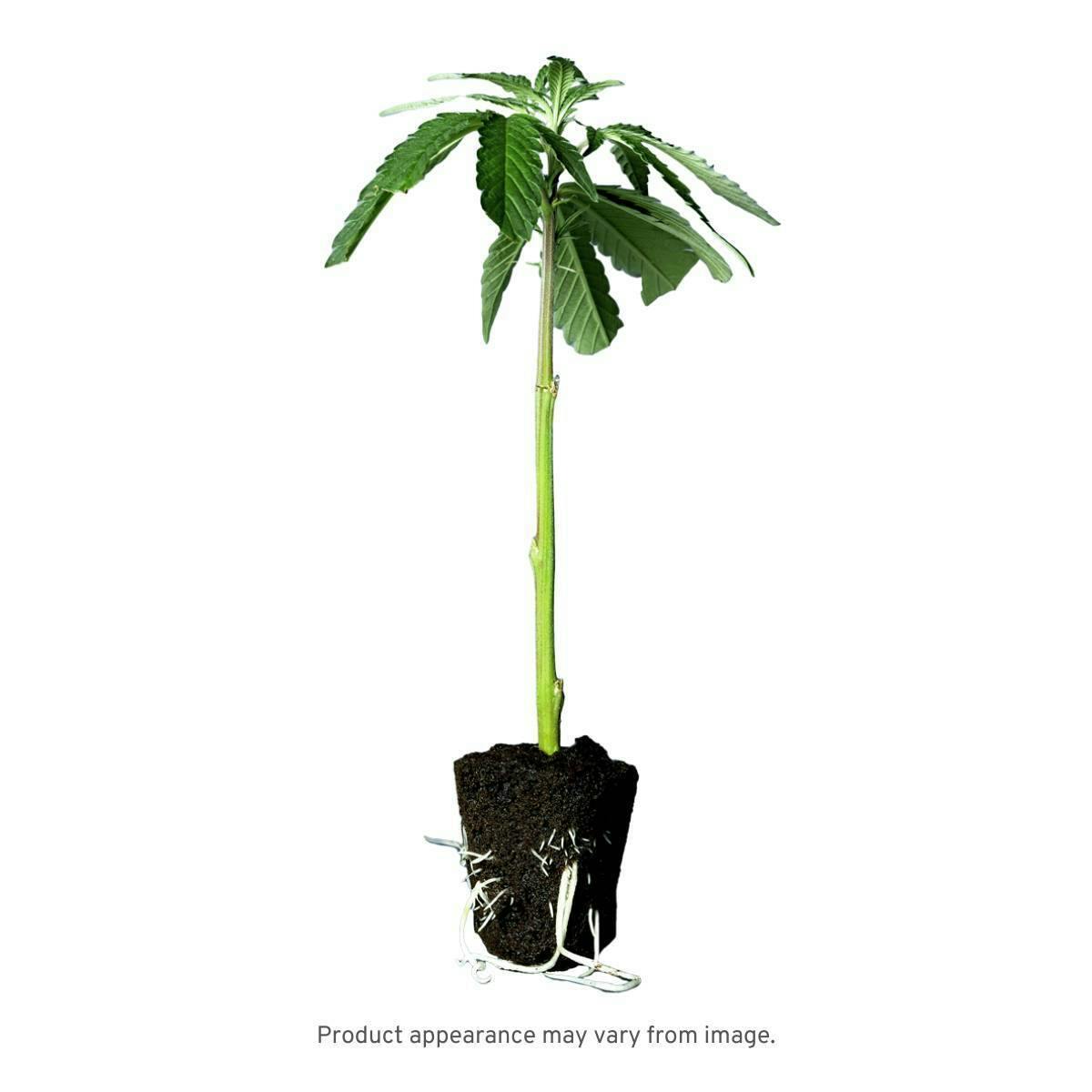 Apricot Scone Clone