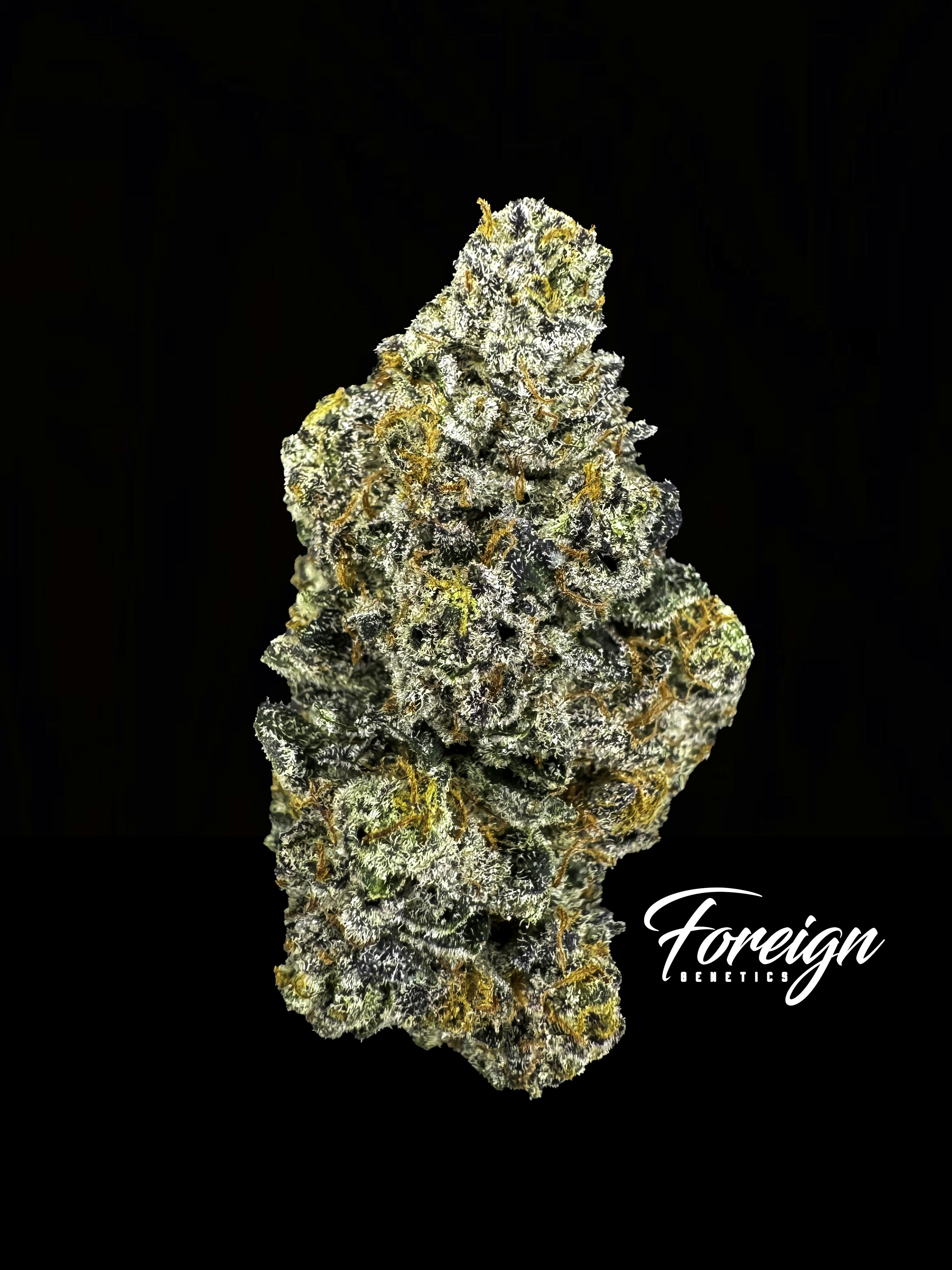 Foreign Genetics Inc.: Biscotti