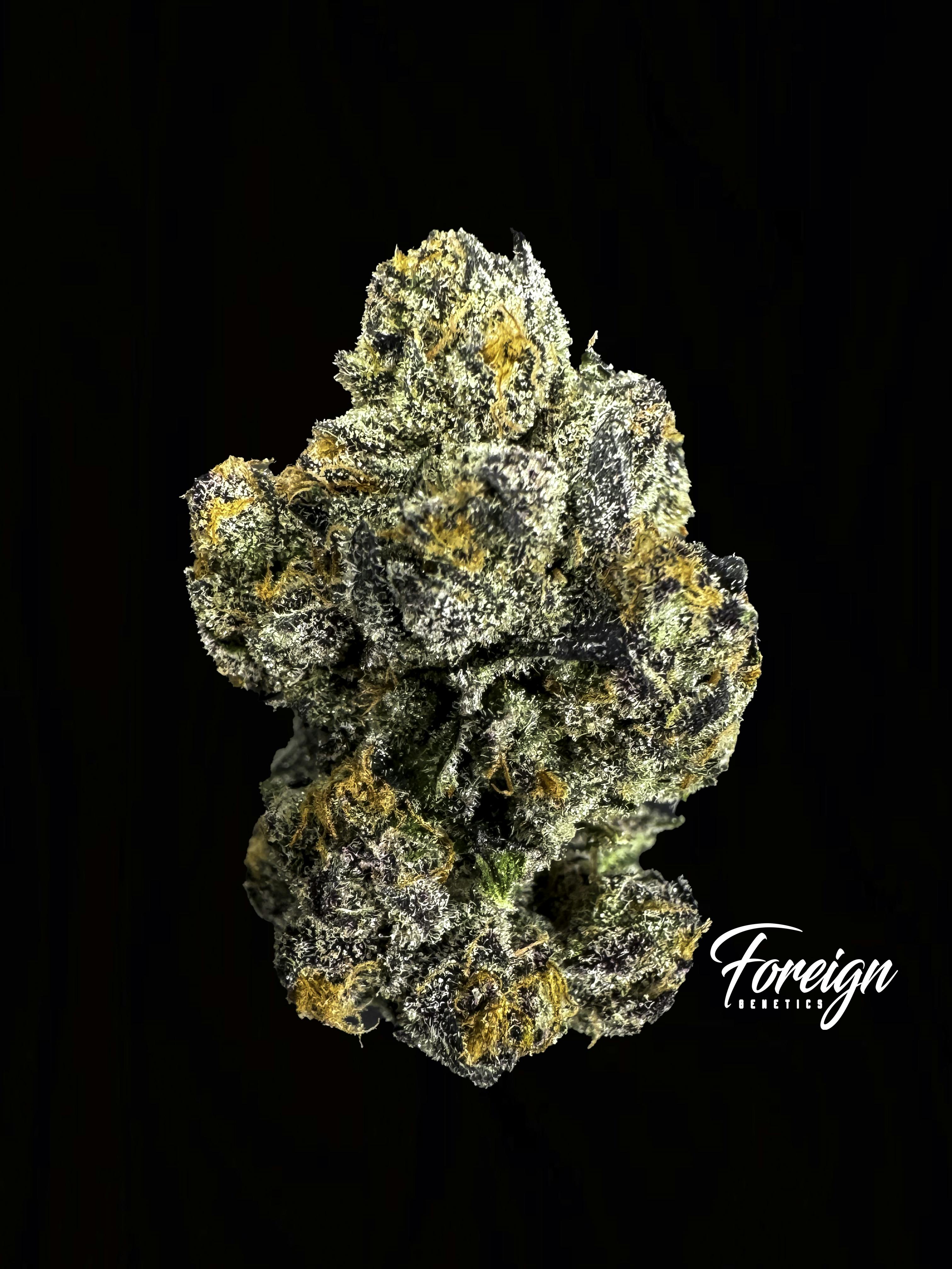 Foreign Genetics Inc.: Tokyo