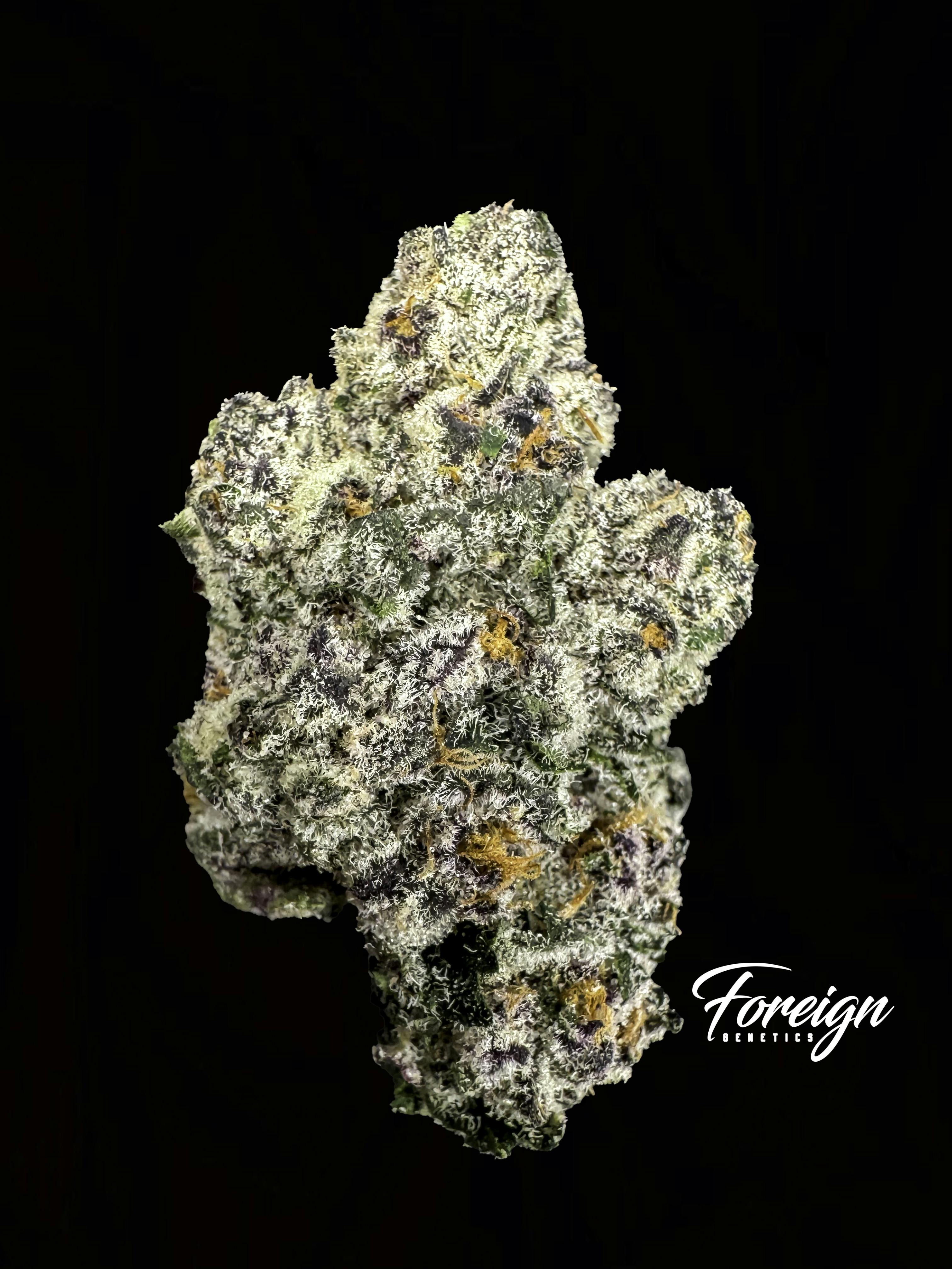 Foreign Genetics Inc. — F1