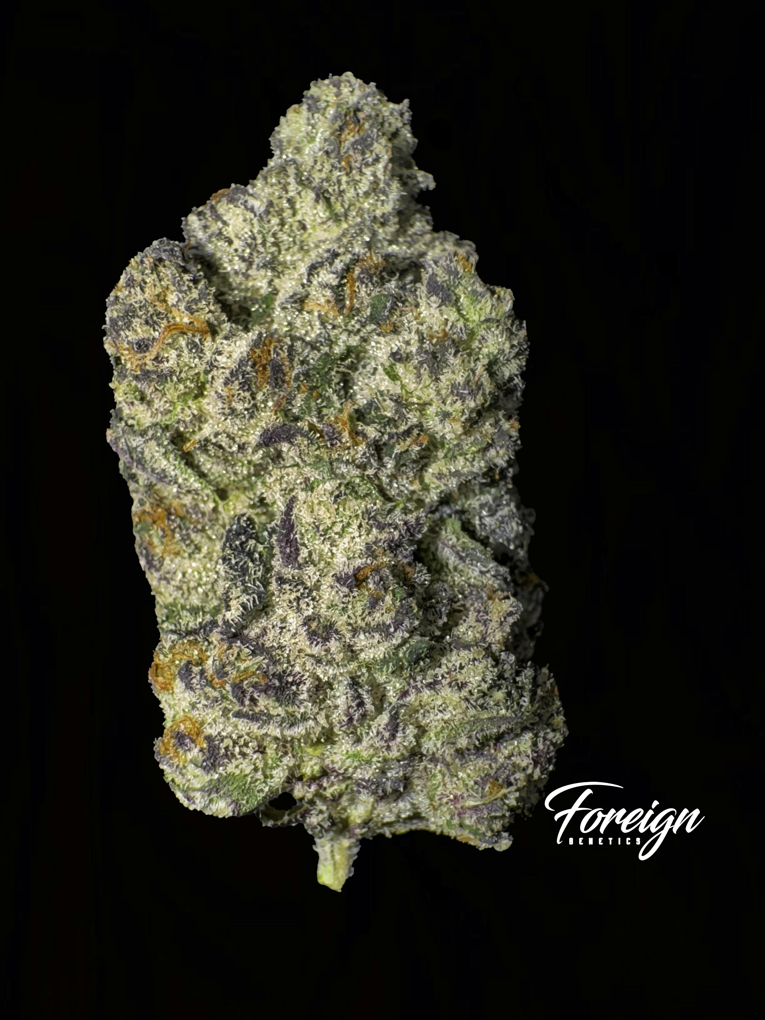 Foreign Genetics Inc.: Red Rum