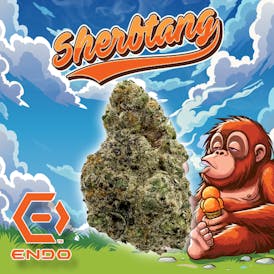 ENDO SHERBTANG 3.5G