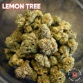Runtz | Lemon Tree Runtz | 3.5G