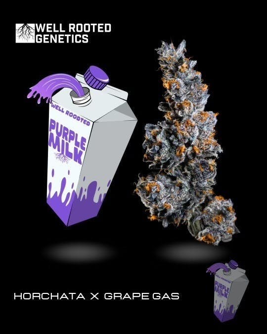 Well Rooted Genetics | Purple Milk | Big Buds | 3.5g