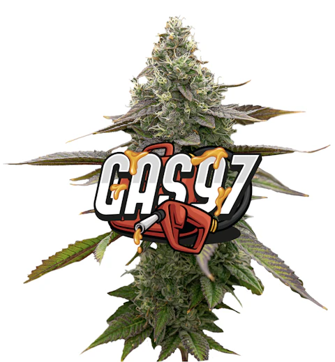Jeeter Gas '97 · Red Label Big Buds · 4g, Flower