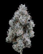 Grapefruit Gelato | Brave Boat