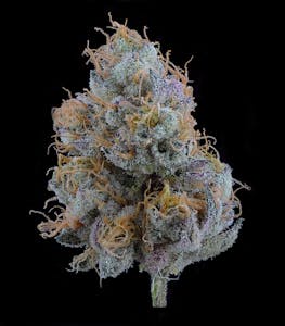 BRAVE BOAT GARDENS - T. Quake | Brave Boat