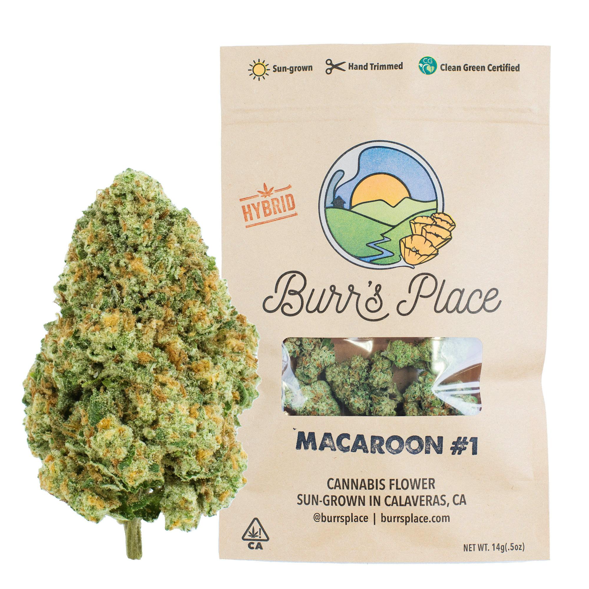 Burr’s Macaroon #1 Bag Hybrid