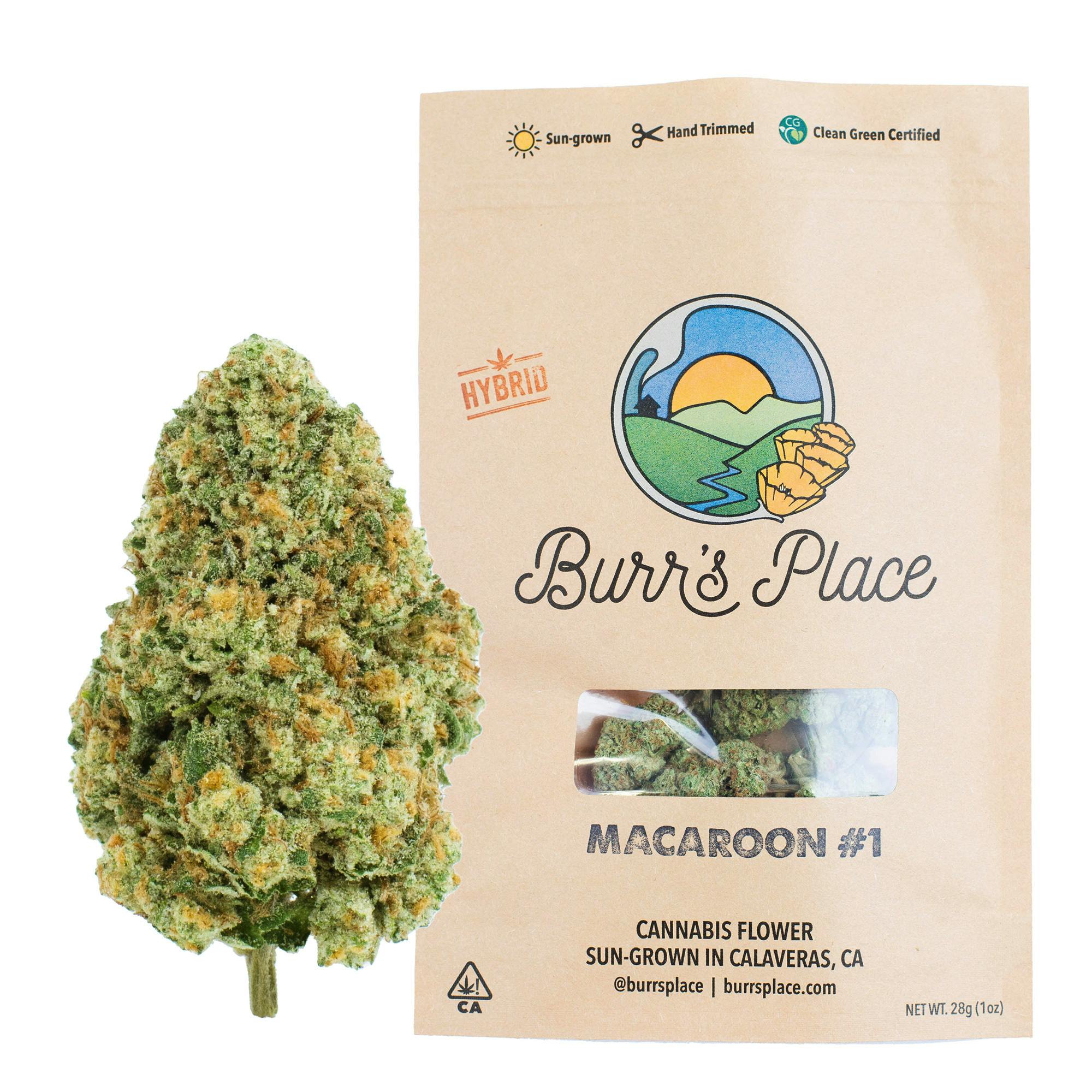 Burr's Place — Macaroon