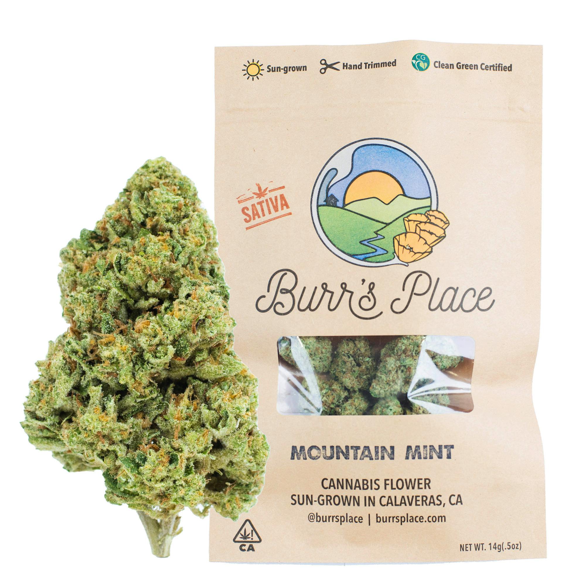Burr’s Place | Mountain Mint - 14g Bag (Sativa)