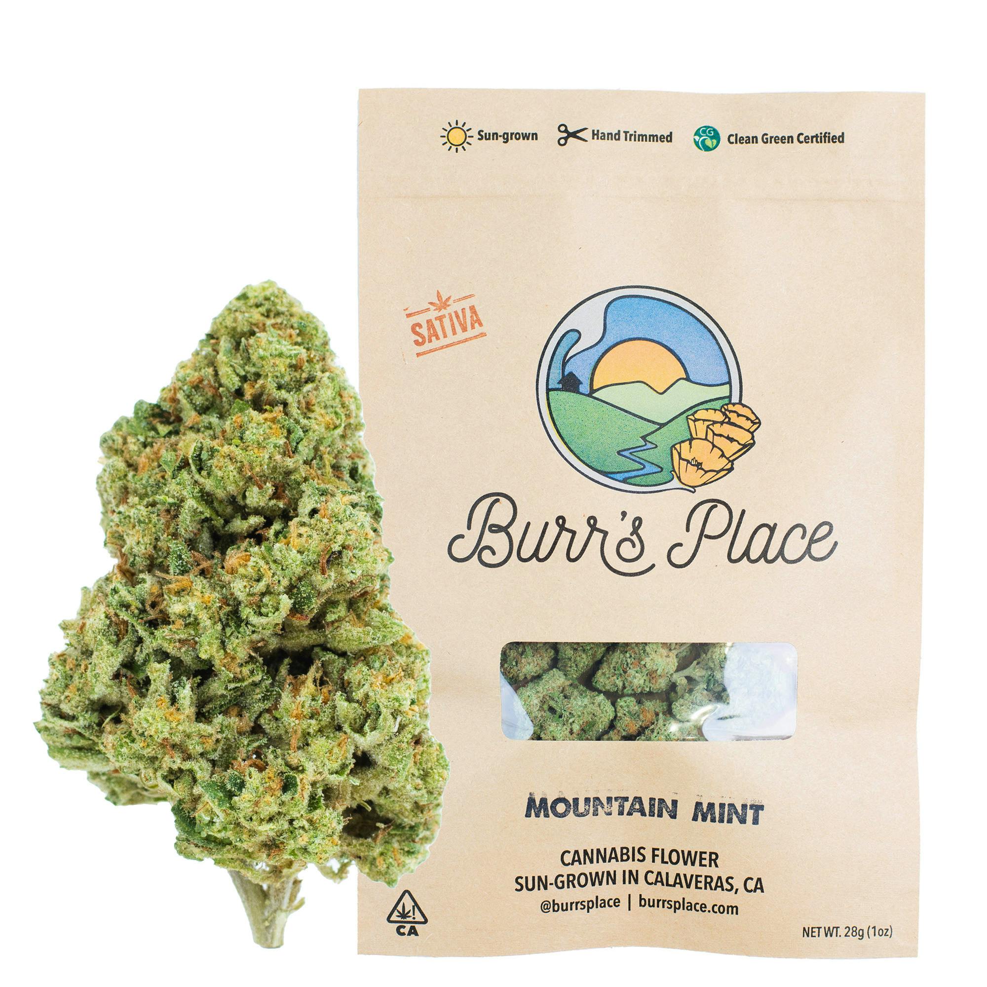 Burr's Place — Mintz