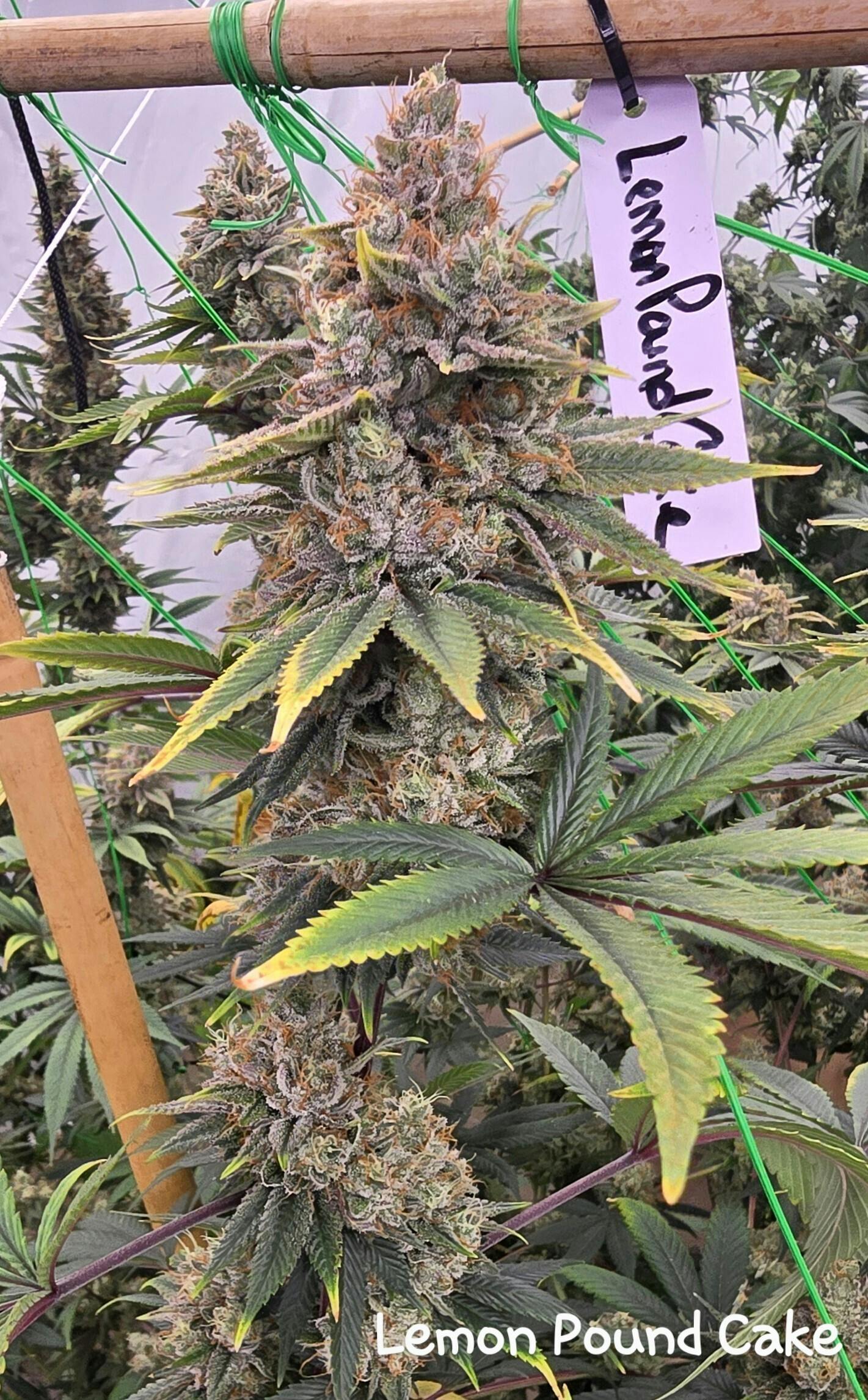 Lemon Pound Cake Small Bud at Indian Trail Farms (Medical)