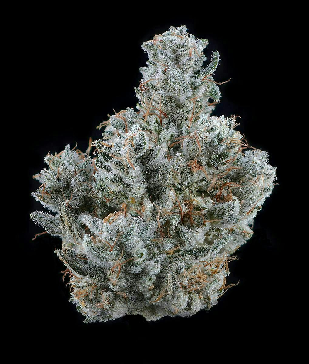 Brave Boat Garden | GG4 | Flower