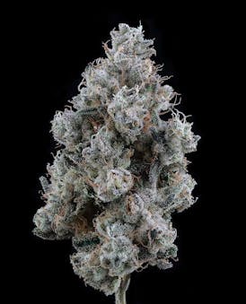 Grapefruit Gelato