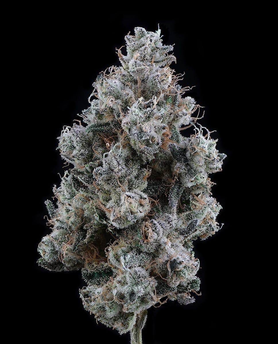 Brave Boat Garden | Grapefruit Gelato | Flower