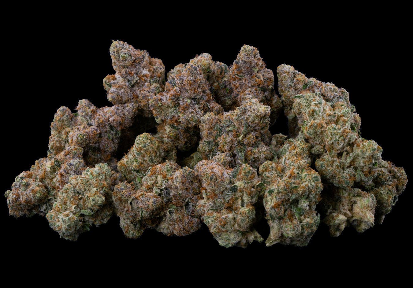 Paradiso | Bulk Flower