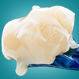 Sorcery Solventless - 41 Animals - Live Rosin - 1g