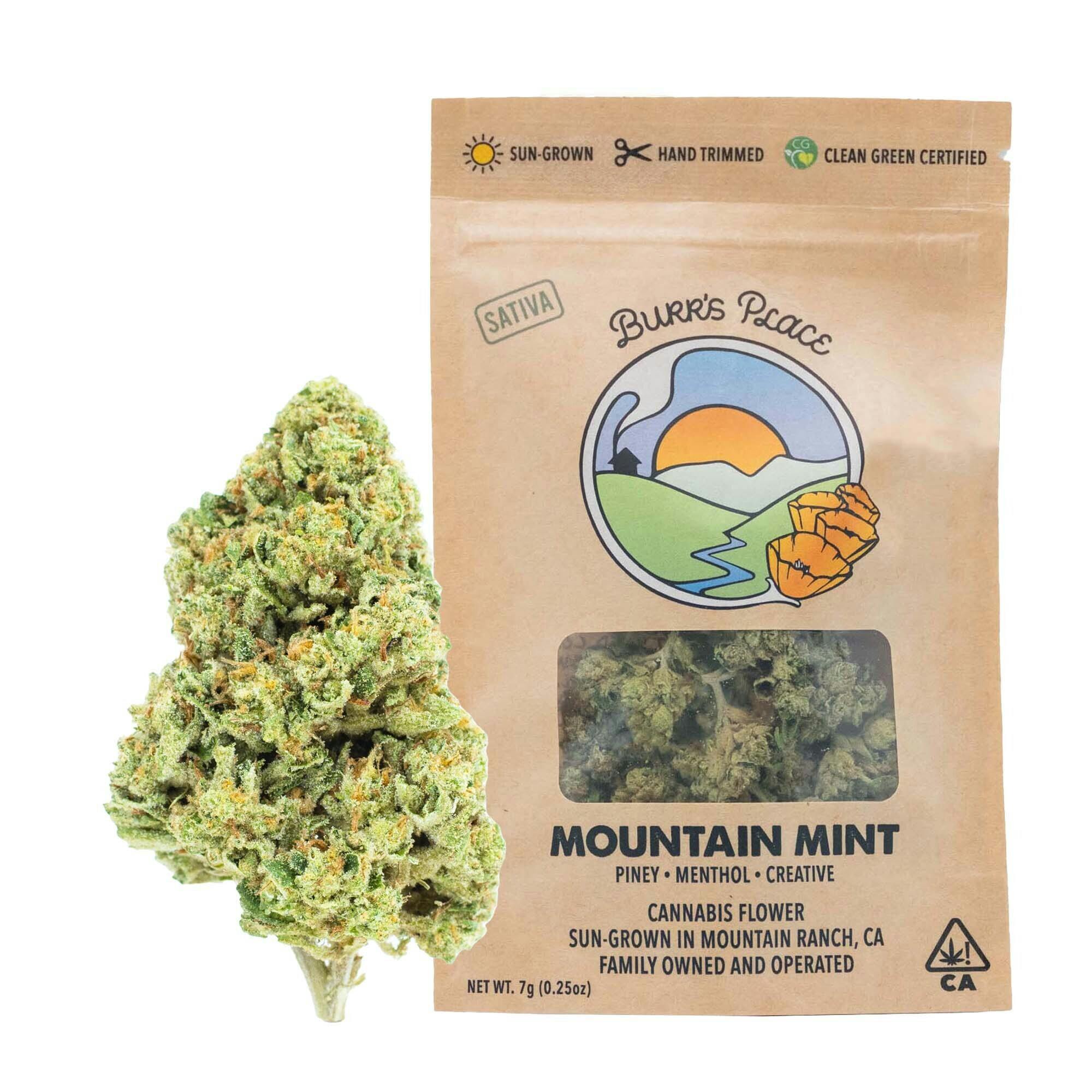Burr's Place: Mint