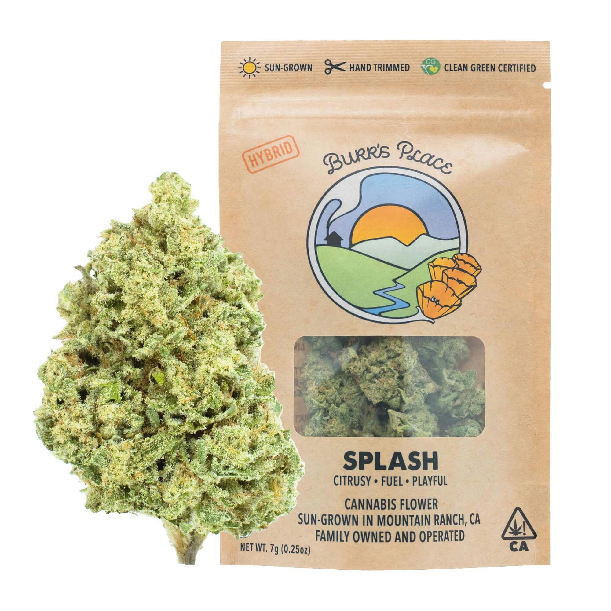 Burr's Place: Splash - Big Buds - 7g