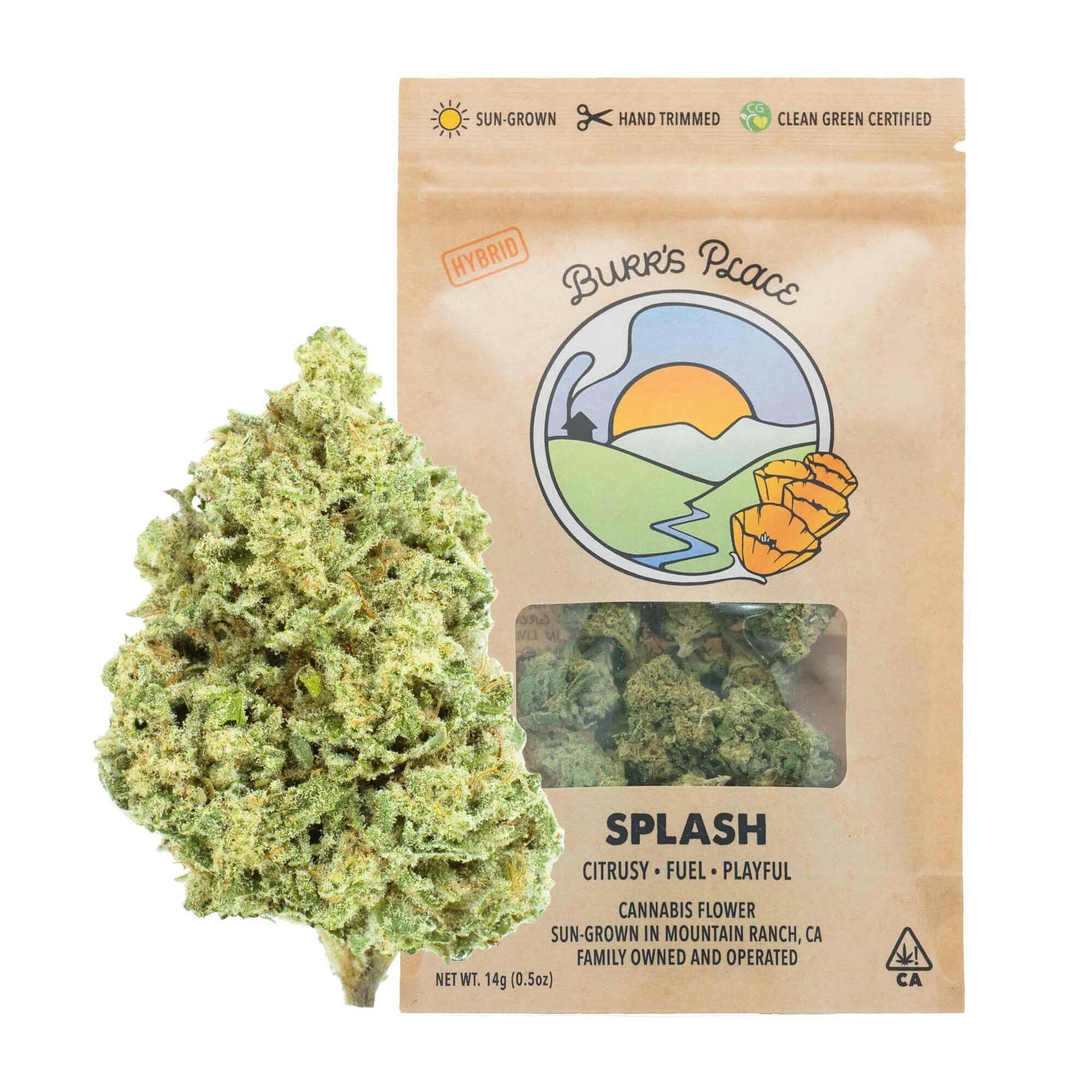 Burr's Place: Splash - Big Buds - 14g