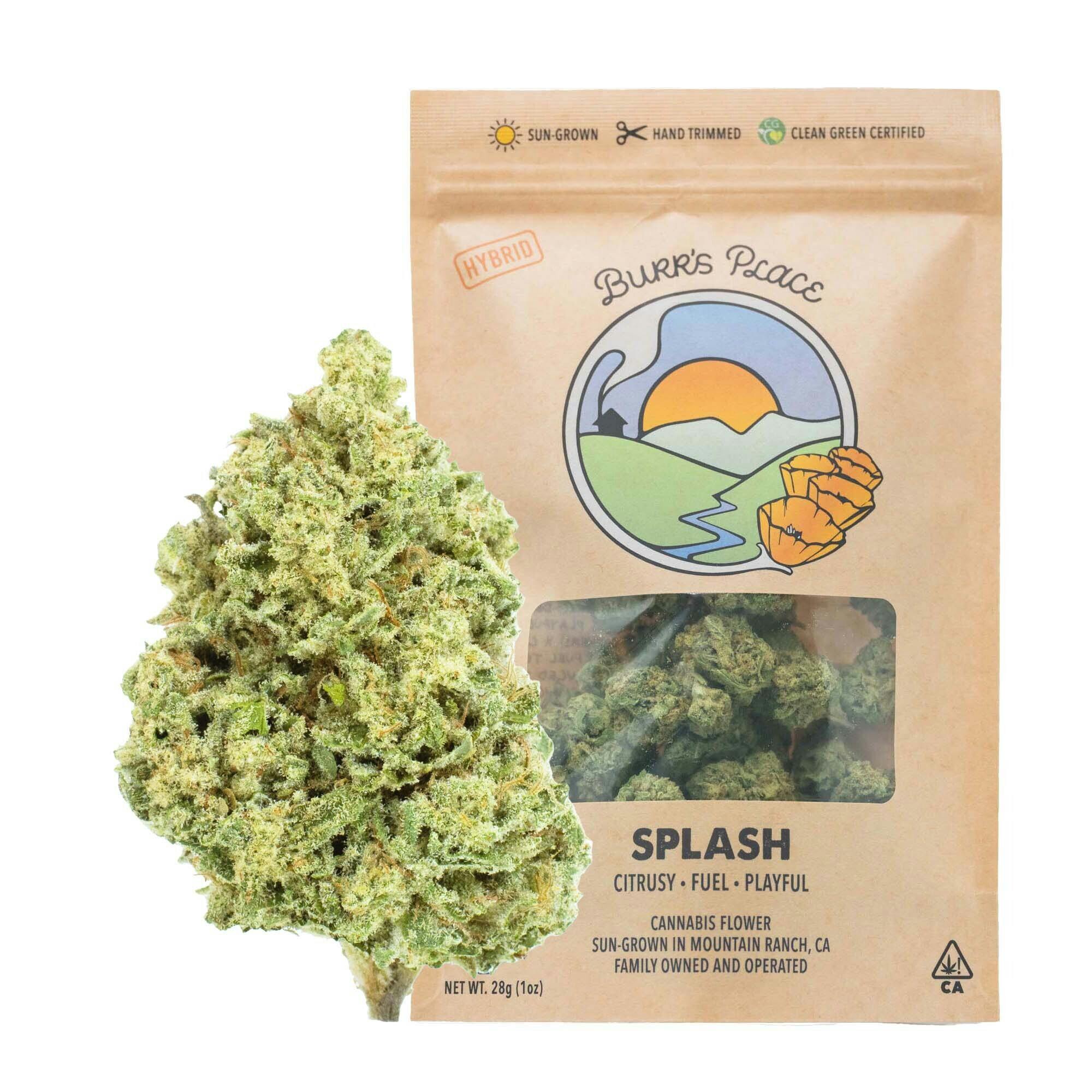 Burr's Place: Splash - Big Buds - 28g
