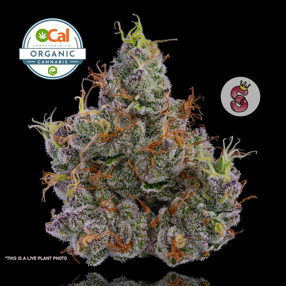 Gmo Garlic Mushroom Onion