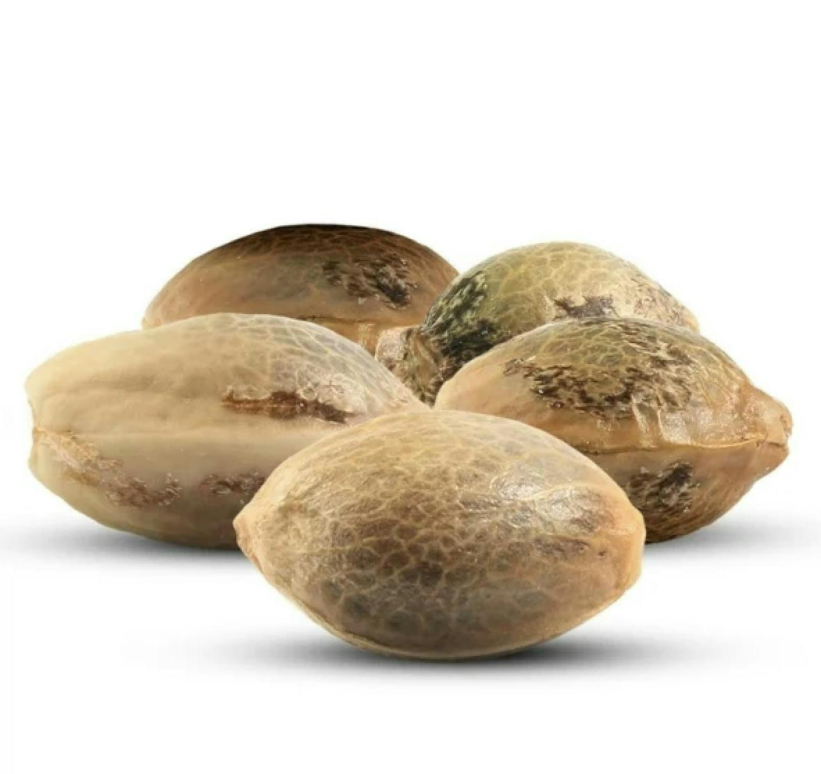 Supernaturals | GELONADE x SOAP | Feminized Seeds | 5pk by Supernaturals New York